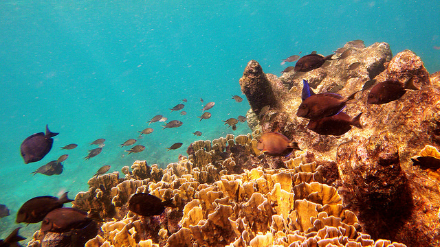 Bonaire National Marine Park
