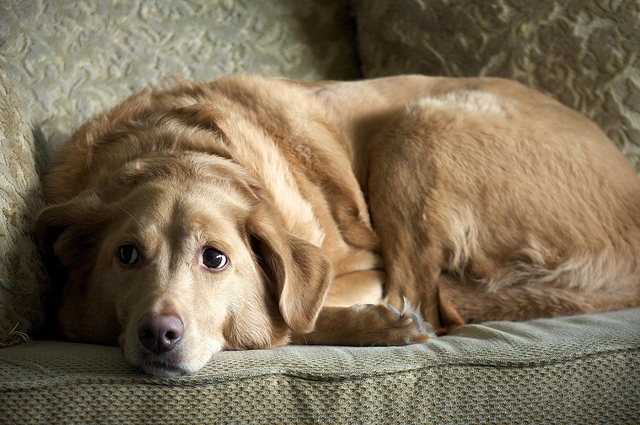 Cane depresso