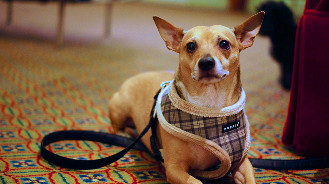 Cane in hotel