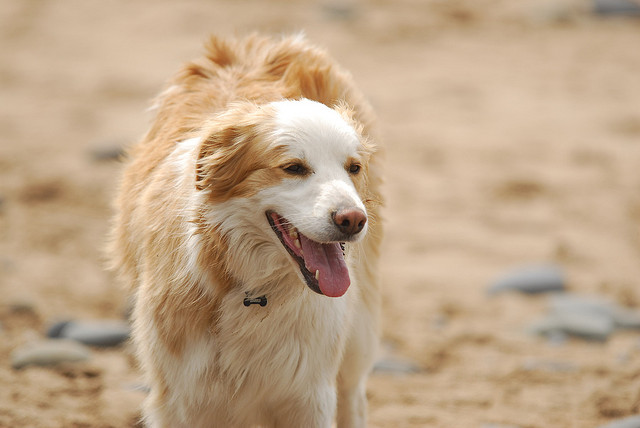 Cane in spiaggia
