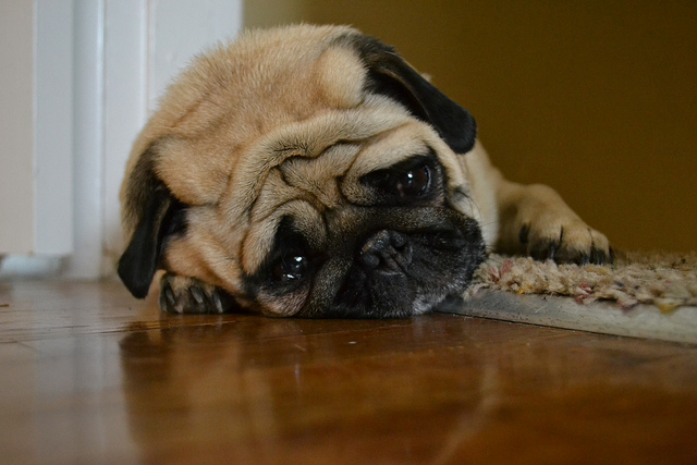 Cane triste