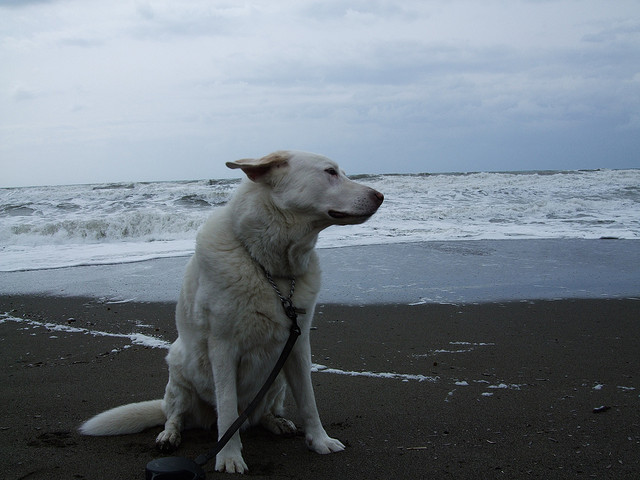 Spiaggia per cani a Marina di Bibbona