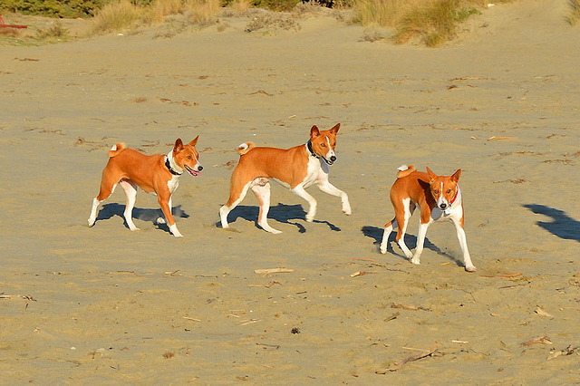 Spiaggia per cani a Castiglione della Pescaia. Foto di fugzu