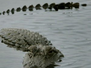 Prende in giro i coccodrilli e poi salta nell'acqua: massacrato dalle creature