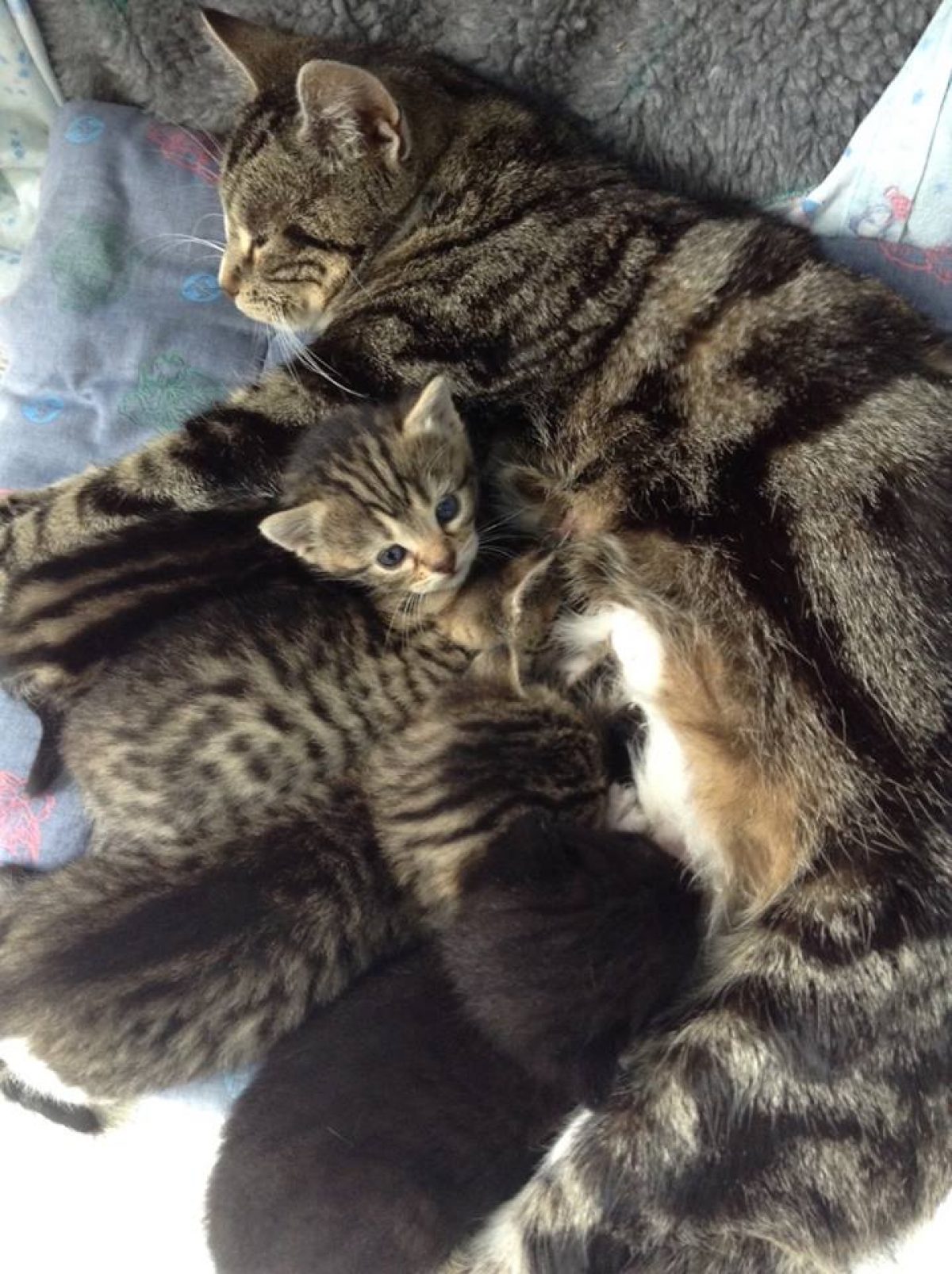 Gatto Miagola Sempre Davanti Alla Porta