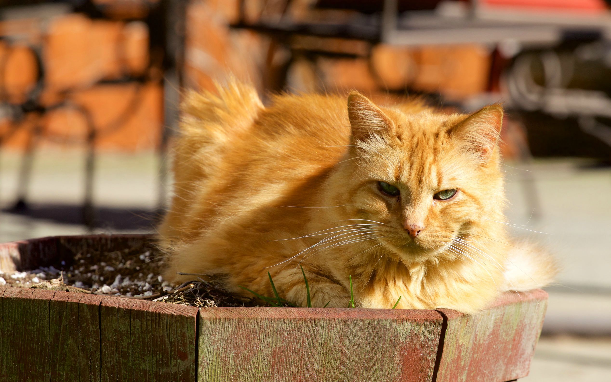 16 Anni Di Un Gatto A Quanto Corrispondono