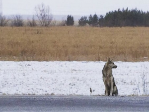 La storia dell'Hachiko siberiano: il cane che da oltre un anno attende il padrone morto