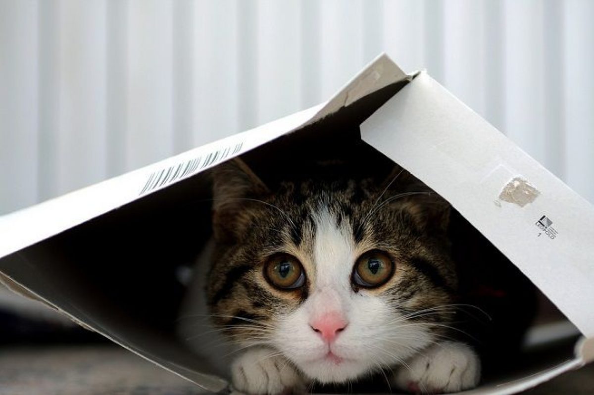 Come Si Dice Gatto Nel Carbone In Finlandese