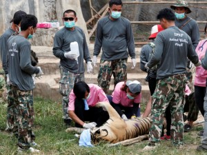 Thailandia, 40 cuccioli trovati morti nei freezer del Tempio delle Tigri