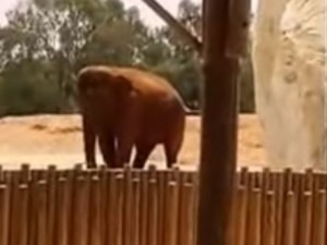 Tragedia in uno zoo in Marocco: elefante uccide con una pietra una bambina