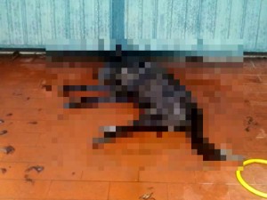 Terni, parte per le vacanze e lascia il cane solo in terrazzo: morto per caldo e mancanza di cibo