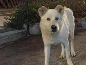 La storia del cane Angelo ha scosso l'Italia, ma il processo ancora non comincia