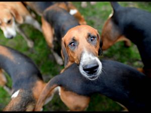 “Non so che farmene”: cacciatore fa uccidere a un amico i suoi 4 cani, denunciati