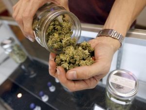Cannabis terapeutica, da gennaio nelle farmacie italiane: ecco chi può comprarla