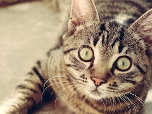 Russia: anziano muore in casa, i suoi 40 gatti lo divorano