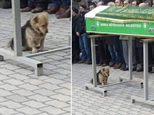L'amato proprietario muore, cane visita ogni giorno la sua tomba