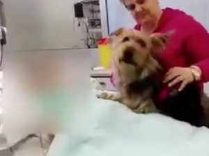 Nancy, la cagnolina che “consola” il padrone in coma: l’incontro in ospedale è commovente