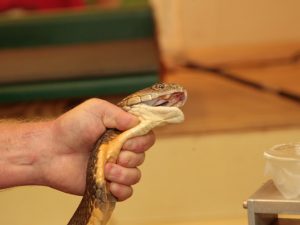 Serpente sull'aereo pronto al decollo, volo annullato e passeggeri a terra