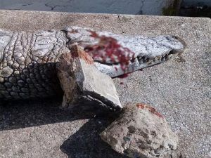 Orrore allo zoo: visitatori lanciano una pietra in testa al coccodrillo e lo uccidono