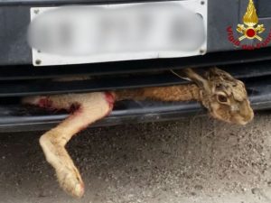 La lepre si incastra nel paraurti, salvata dai vigili del fuoco