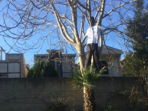 La scioccante protesta a Reggio Calabria: decine di manichini impiccati sugli alberi