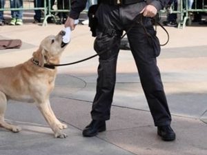 Ha scoperto 700Kg di droga e fatto arrestare 27 persone, il cane finanziere Sac va in pensione