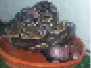 Donna dà gattini e cuccioli vivi in pasto al suo serpente: denunciata. La foto choc