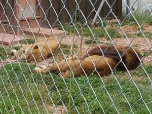 Cinquecento animali morti in tre anni, la scoperta nello zoo degli orrori