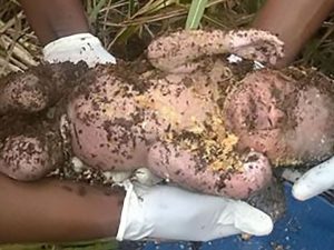 Sente piangere da sotto terra: trova un neonato coperto sepolto vivo dalla madre
