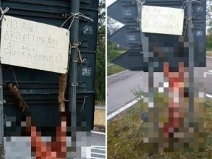 Il lupo scuoiato e appeso per le zampe ad un cartello stradale: choc in Toscana