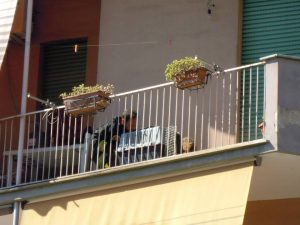 Terni, va in vacanza e lascia il cane in terrazzo senza acqua e cibo: chihuahua morto di stenti