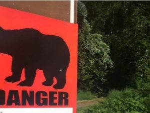 Orso attacca e sbrana 16enne durante gara di corsa in montagna