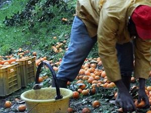Oxfam denuncia: “Il 75% delle lavoratrici in agricoltura costretta a rinunciare a pasti regolari”