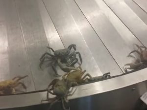 Bahamas, granchi sfuggono da una valigia e invadono l'aeroporto