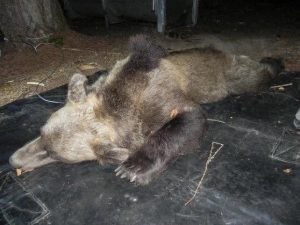 Trentino, l’orsa KJ2 è stata uccisa: “Esemplare pericoloso”