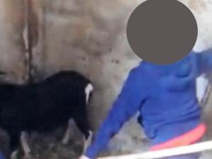 Bestemmie in dialetto veneto e botte agli animali: il video di un bambino diventa virale