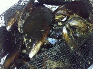 Cozze in arrivo dalla Grecia, allarme escherichia coli in tutta Italia