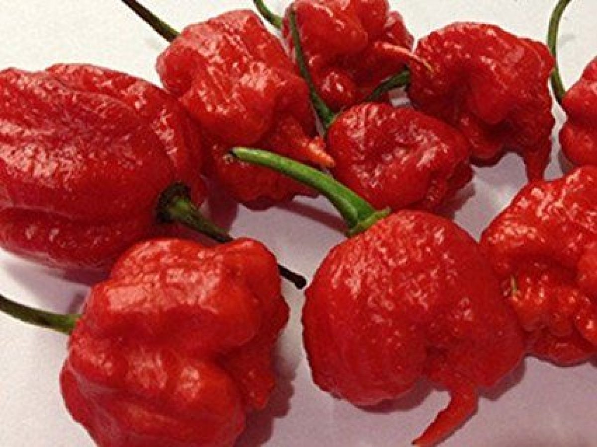 Il Peperoncino Più Piccante Del Mondo 2018