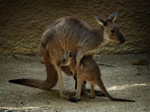 Crudeltà allo zoo, visitatori lanciano sassi a una canguro femmina e la uccidono