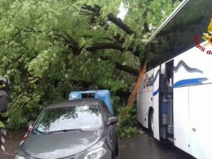 Paura a Firenze: albero cade su un bus turistico, 14 feriti