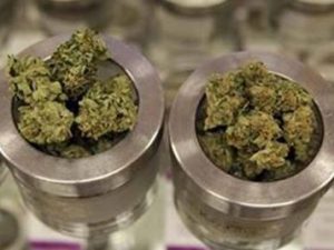 Cannabis light, Ministro Grillo assicura: “Non ci sarà alcun divieto ma più controlli”