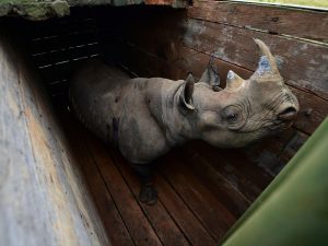 Kenya, otto rinoceronti neri in via di estinzione morti durante un trasferimento