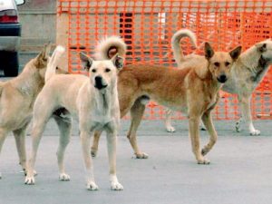 Puglia, Tar annulla il divieto di un sindaco di sfamare i cani randagi