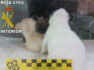 Spagna, in un negozio di animali trovati 31 cani morti e 38 gravemente malati