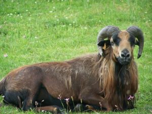 Verona: danno da mangiare a un animale allo zoo, poi lo investono, lo uccidono e fuggono