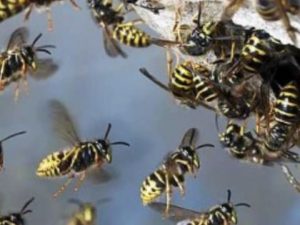 Biella, assalito da sciame di vespe: gli si ferma il cuore, 26enne in Rianimazione