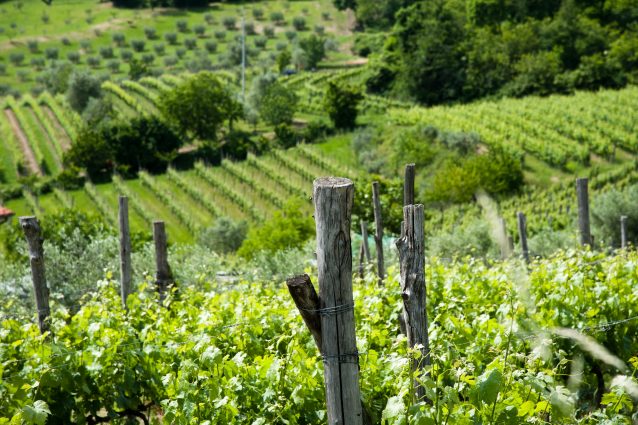 Tonnellate di uva da prosecco distrutte in Veneto: “Ecco perché lo buttiamo via”