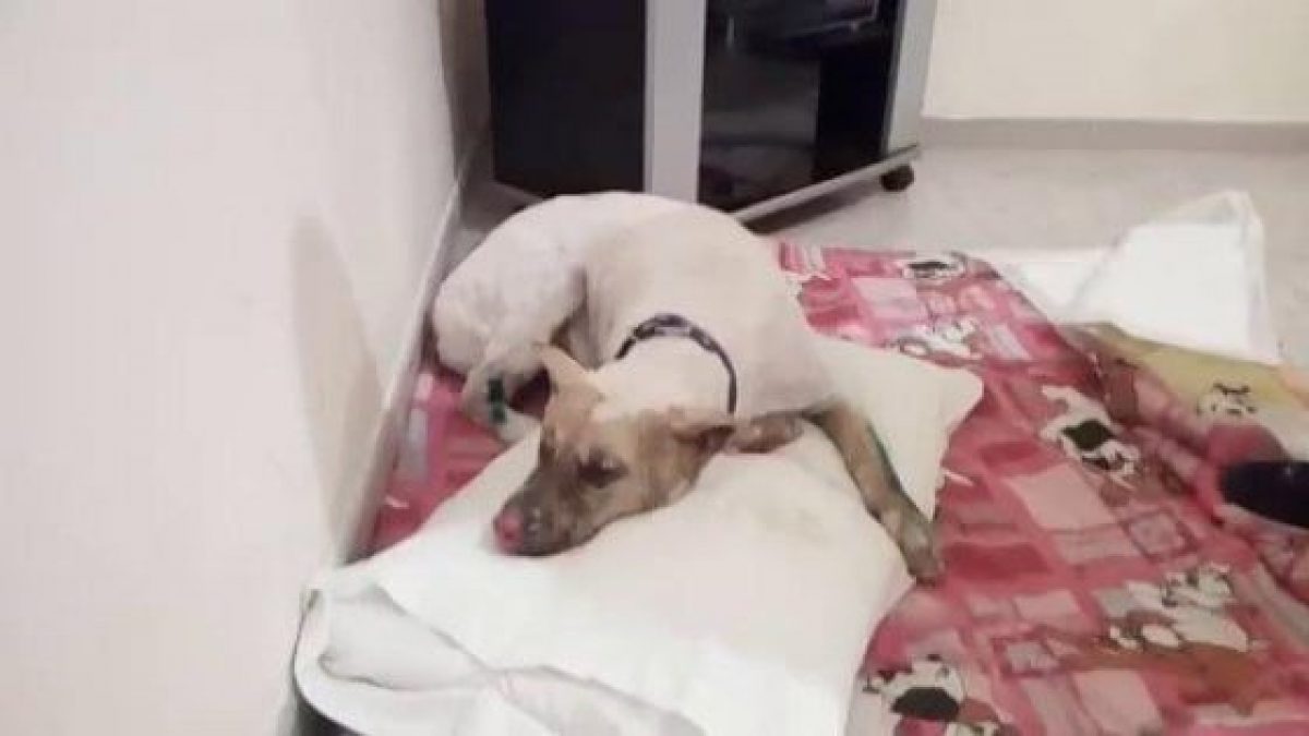 Morto Jako Il Siberian Husky Bruciato Vivo Perché Abbaiava Troppo