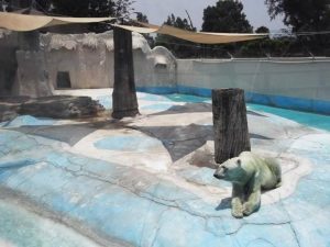 Morto Yupik, l’orso polare costretto a vivere per 20 anni al caldo in uno zoo messicano