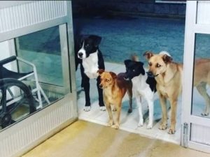 Senzatetto al pronto soccorso, i suoi adorati cani lo aspettano per ore fuori dalla porta